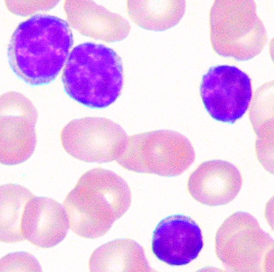 Lymphozyten